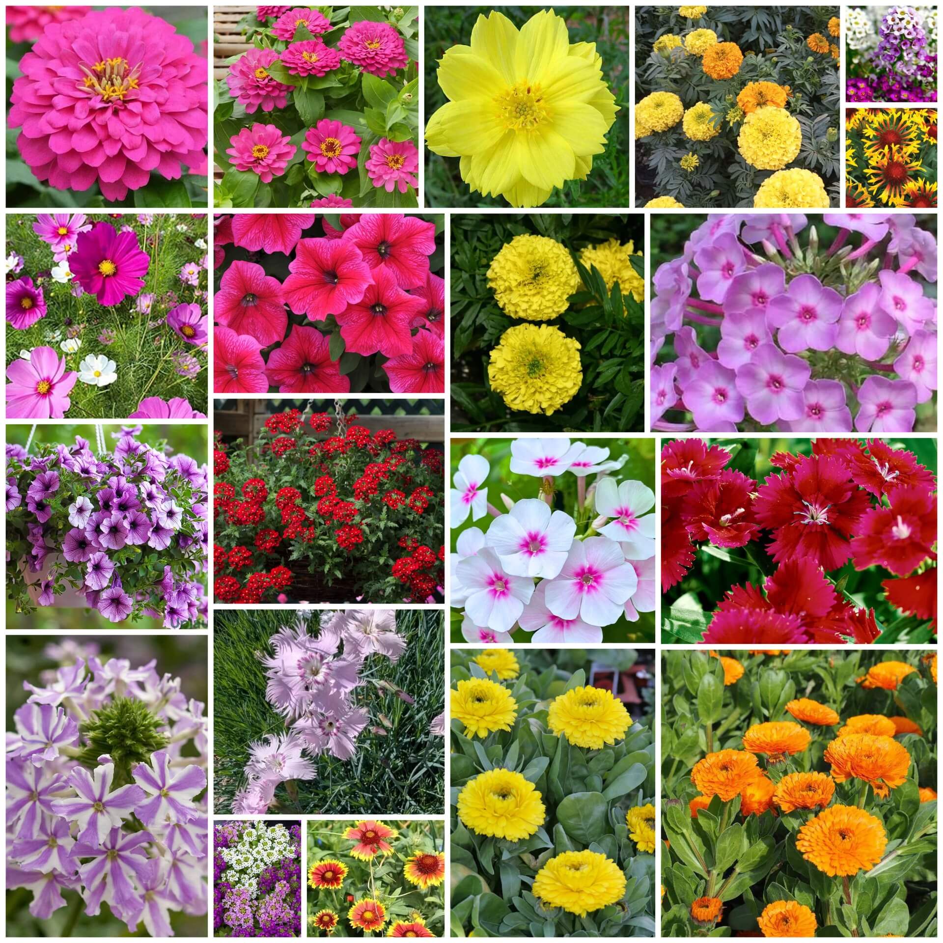 Multi Color Flower Mix Seeds
