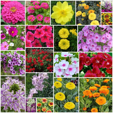 Multi Color Flower Mix Seeds