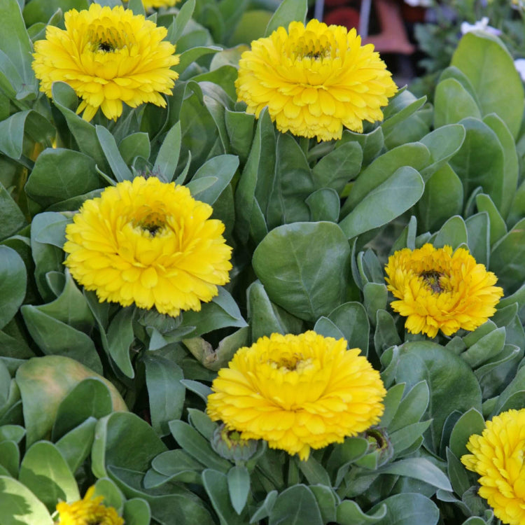 Multi Color Flower Mix Seeds