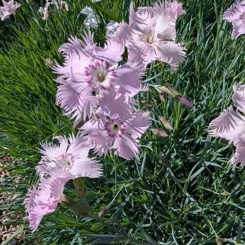 Multi Color Flower Mix Seeds