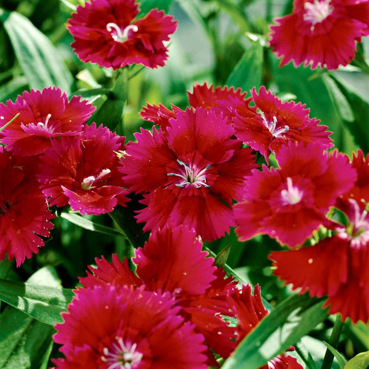 Multi Color Flower Mix Seeds