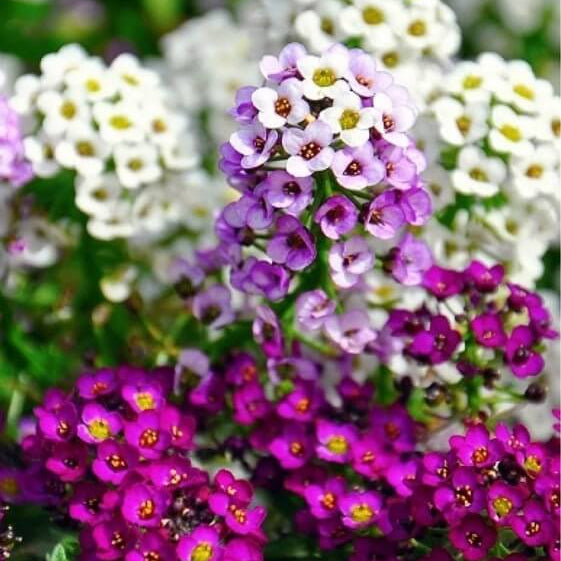 Multi Color Flower Mix Seeds