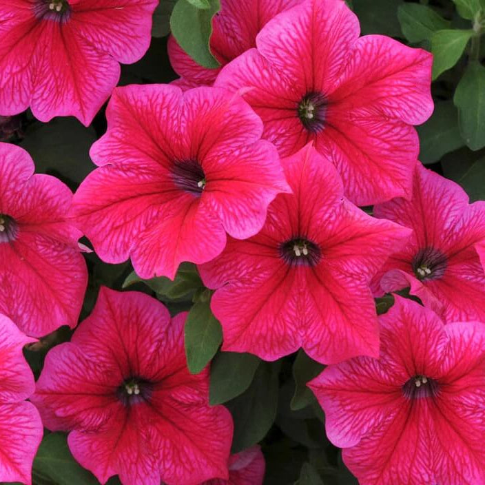 Multi Color Flower Mix Seeds