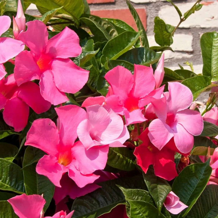 Multi Colored Mandevilla Seeds - Flower Plant