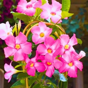 Multi Colored Mandevilla Seeds - Flower Plant