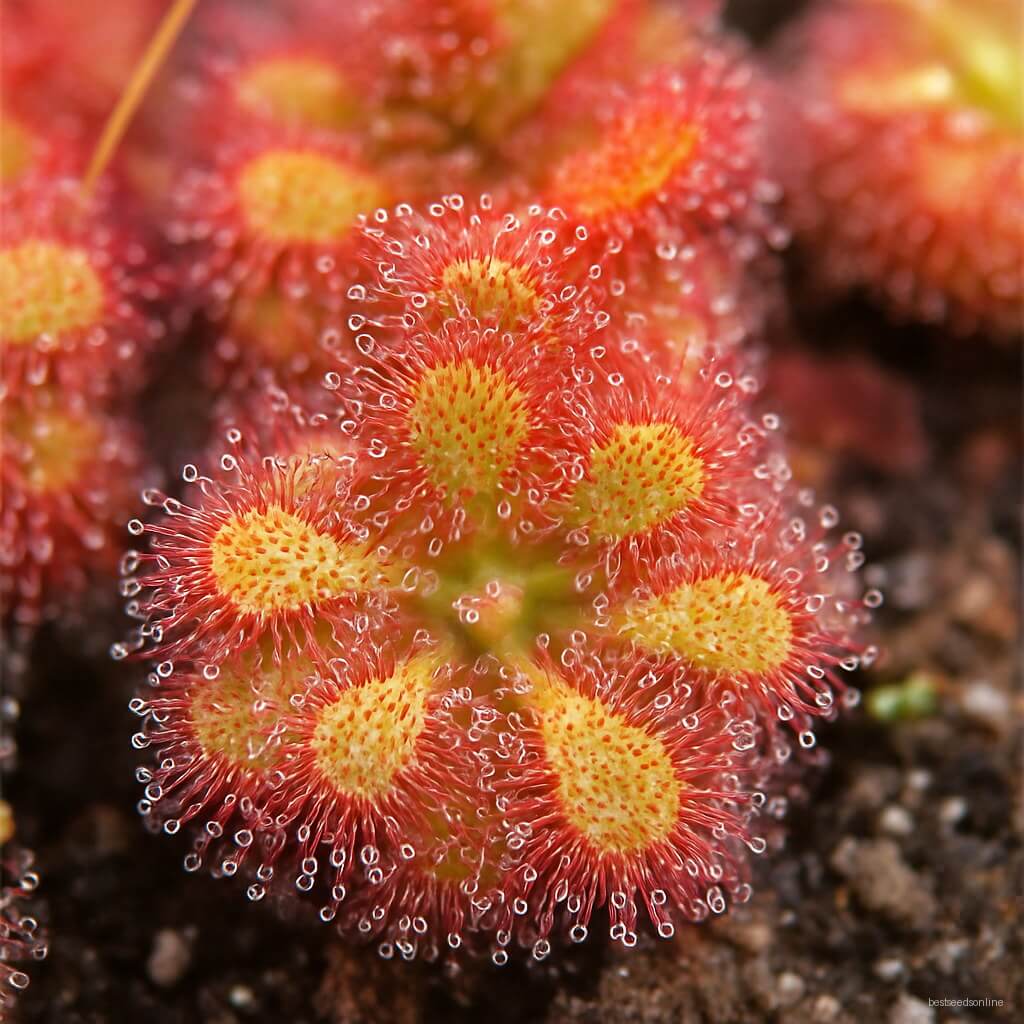 Multi Colour Bonsai Sundew Seeds - Flower plant