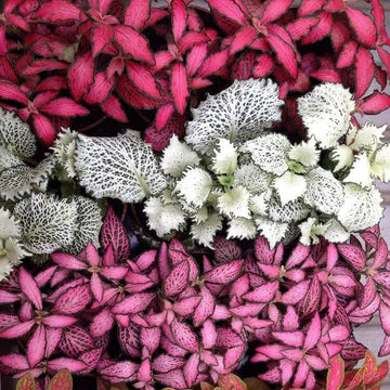 Multi Colour Fittonia Verschaffeltii Seeds - Flower Plant