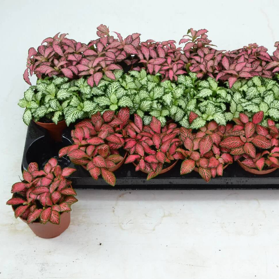 Multi Colour Fittonia Verschaffeltii Seeds - Flower Plant