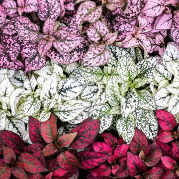 Multi Colour Fittonia Verschaffeltii Seeds - Flower Plant