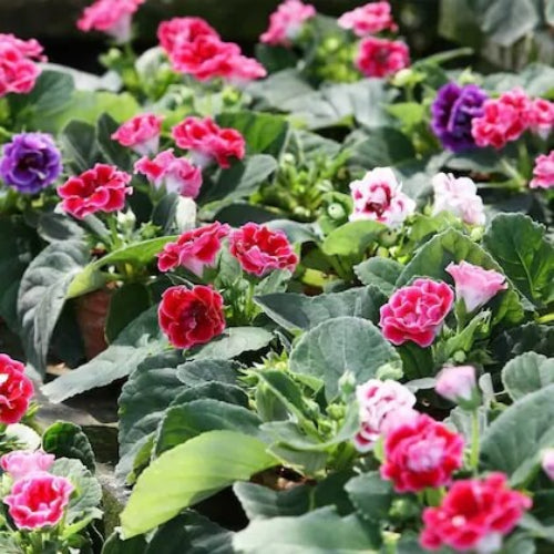 Multi Colour Gloxinia Seeds - Flower Plant