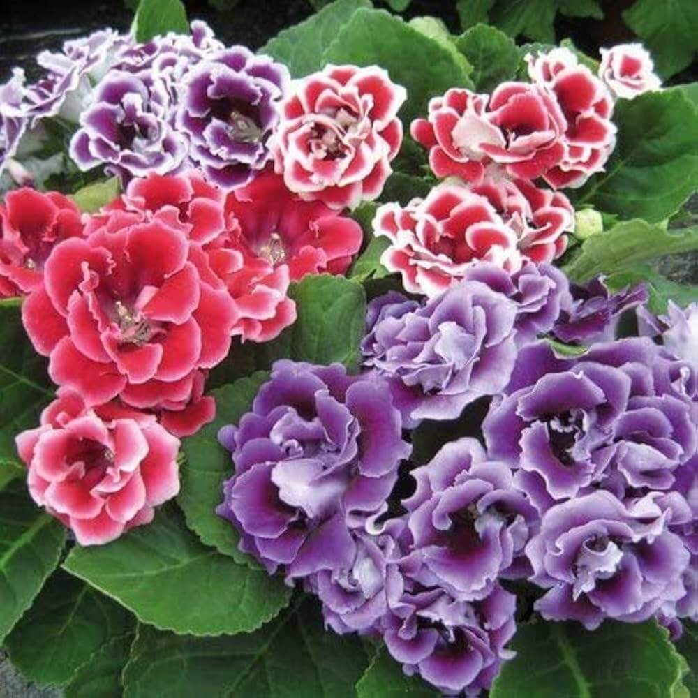 Multi Colour Gloxinia Seeds - Flower Plant