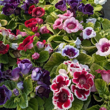 Multi Colour Gloxinia Seeds - Flower Plant