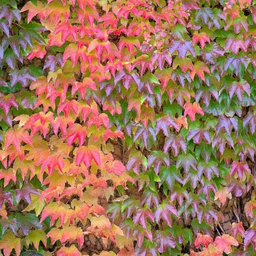 Multicolor Boston Ivy Seeds - Flower Plant