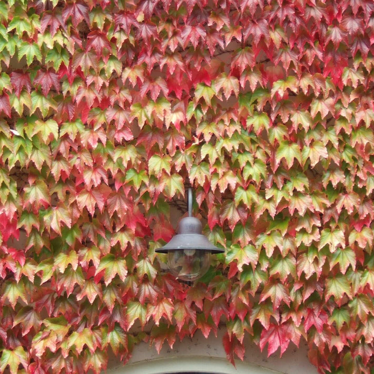 Multicolor Boston Ivy Seeds - Flower Plant
