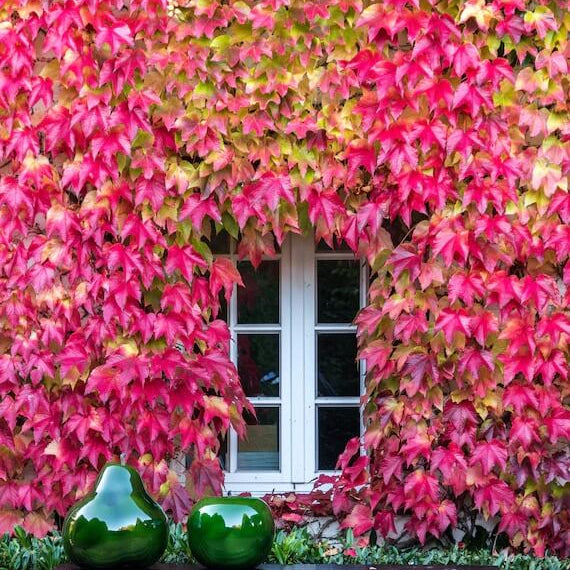Multicolor Boston Ivy Seeds - Flower Plant