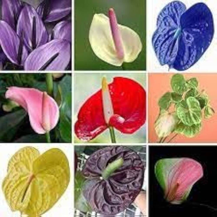 Multicolour anthurium seeds