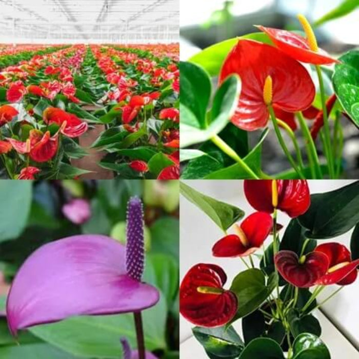 Multicolour anthurium seeds