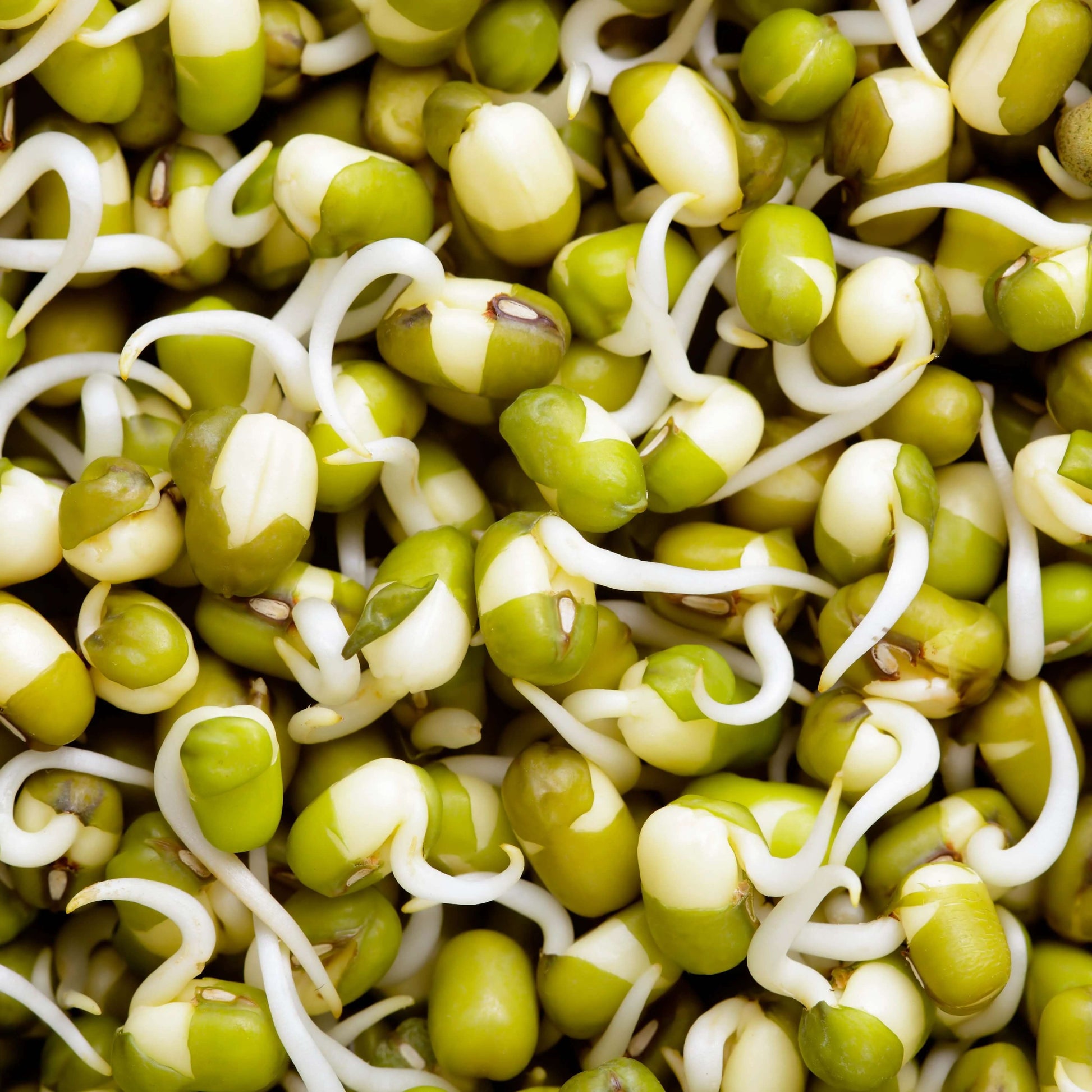 Mung Bean Seeds - Green