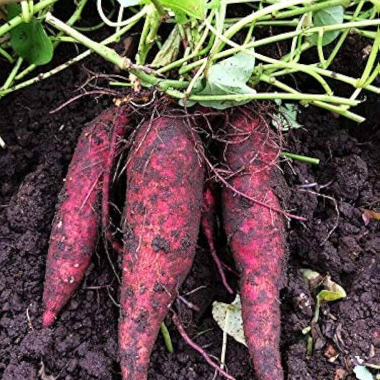 Murasaki Sweet Potato Seeds - Vegetable Plant