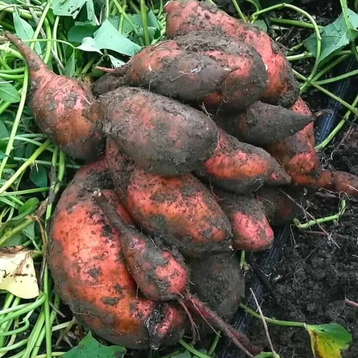 Murasaki Sweet Potato Seeds - Vegetable Plant