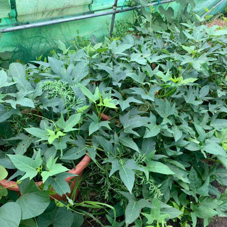 Murasaki Sweet Potato Seeds - Vegetable Plant