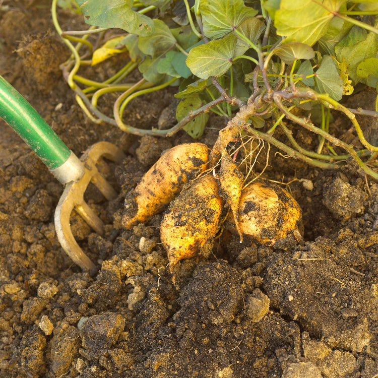Murasaki Sweet Potato Seeds - Vegetable Plant