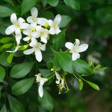 Murraya Paniculata Seeds - Flower Plant