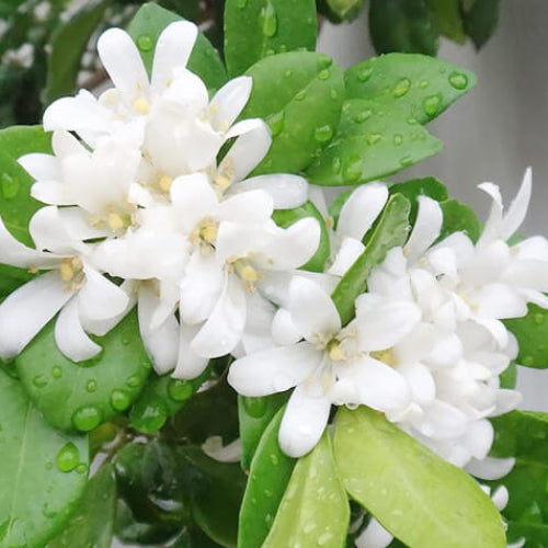 Murraya Paniculata Seeds - Flower Plant