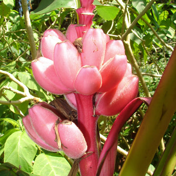 Musa Velutina Banana Seeds