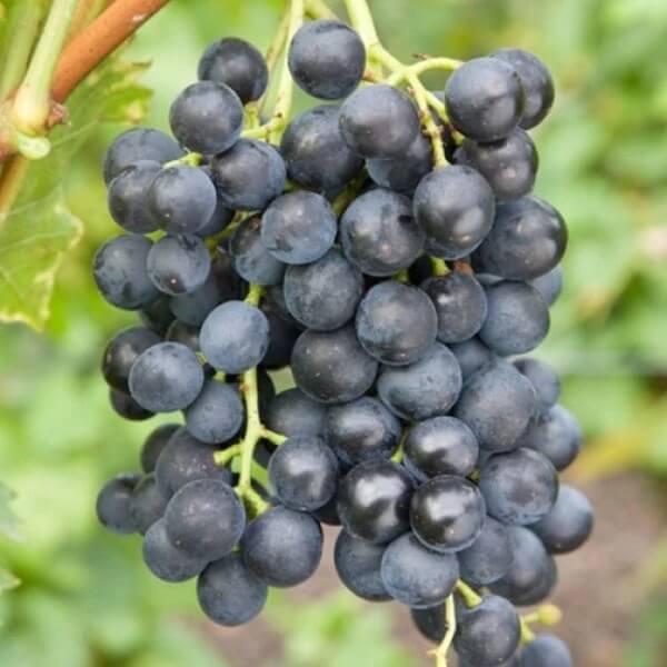 Muscat Grape Seeds