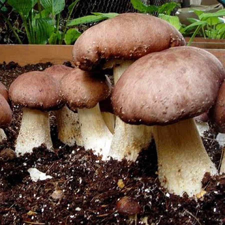 Mushroom Seeds – Burgundy