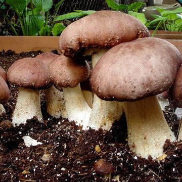 Mushroom Seeds – Burgundy