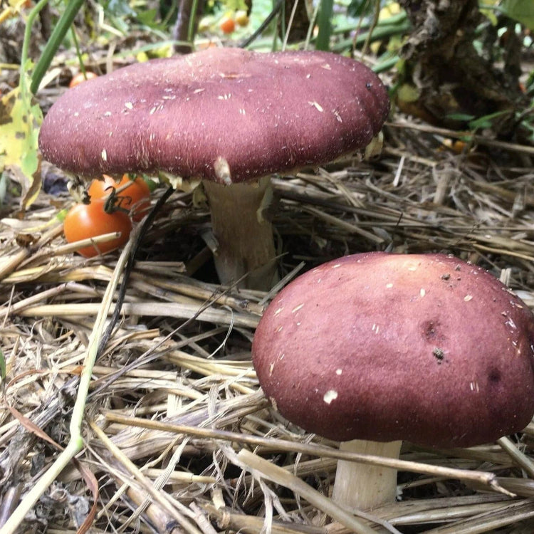 Mushroom Seeds – Burgundy