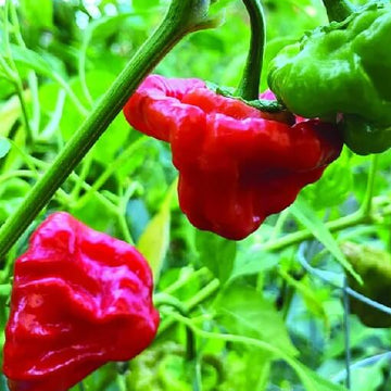 Mushroom Cap Pepper Seeds 