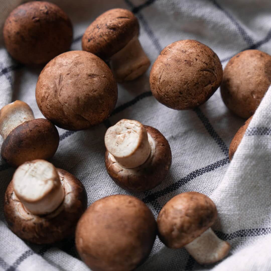 Mushroom Seeds – Cremini