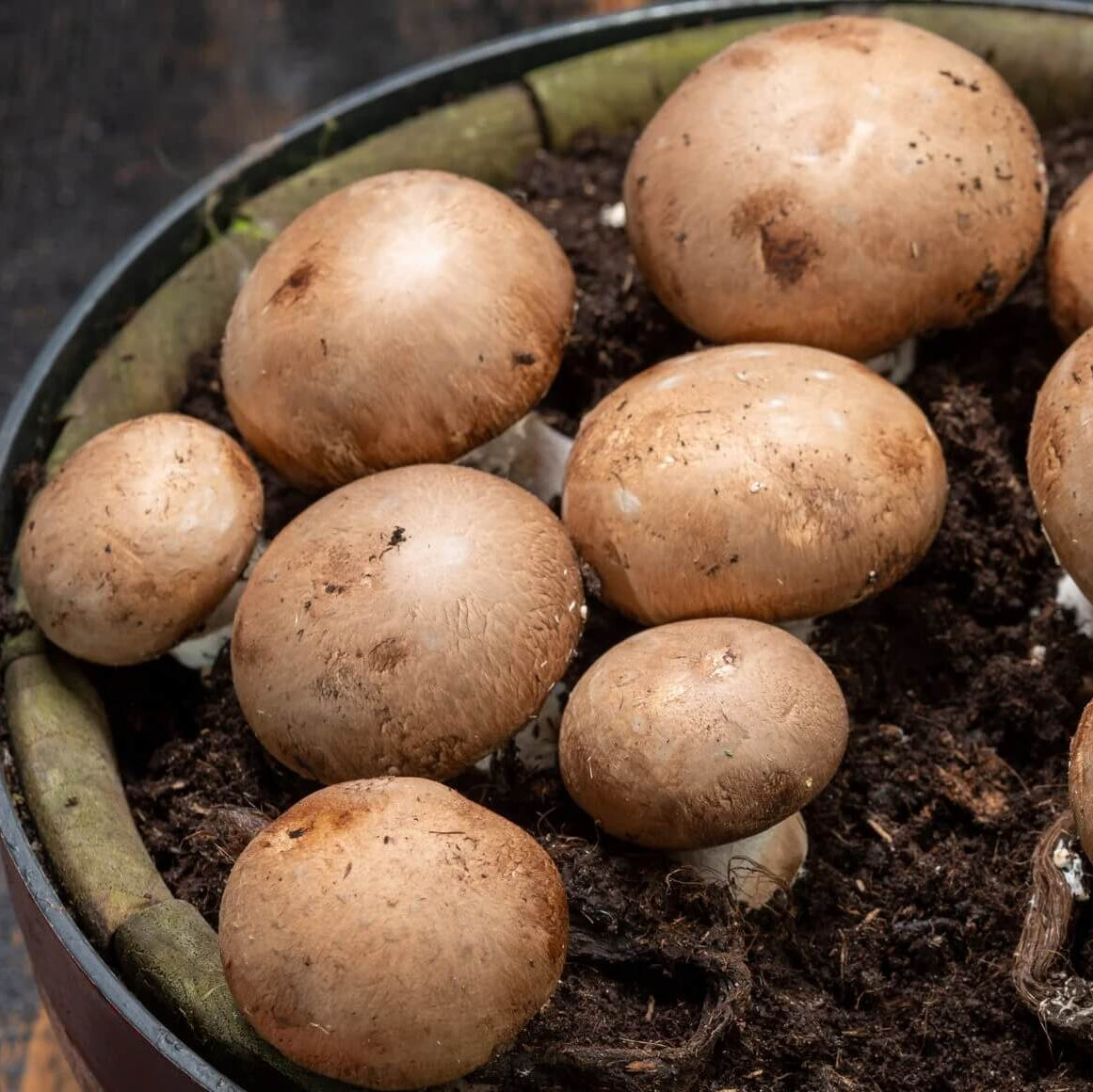 Mushroom Seeds – Cremini