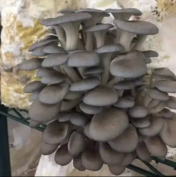 Mushroom Seeds – Dark Gray