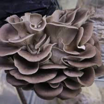 Mushroom Seeds – Gray