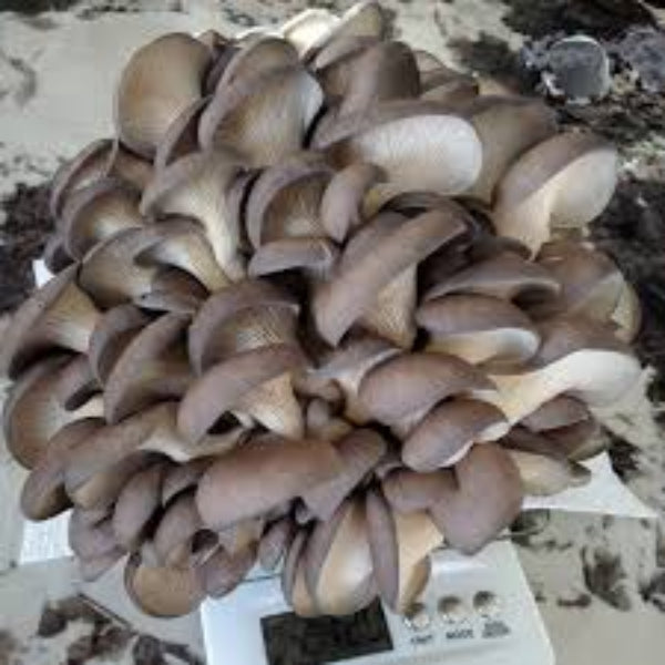 Mushroom Seeds – Gray