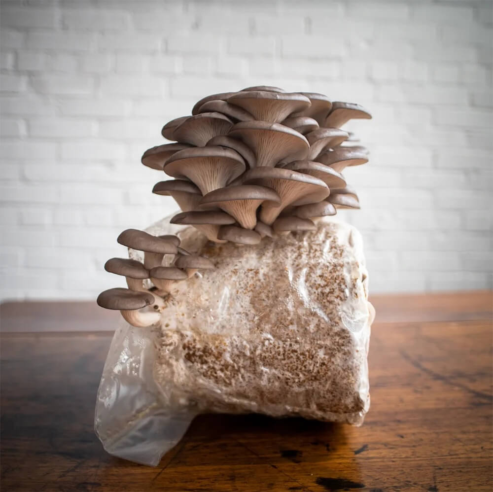 Mushroom Seeds – Light Brown