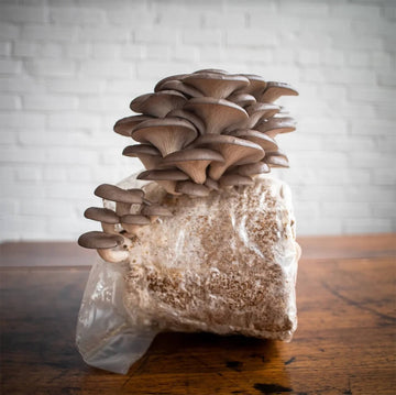 Mushroom Seeds – Light Brown