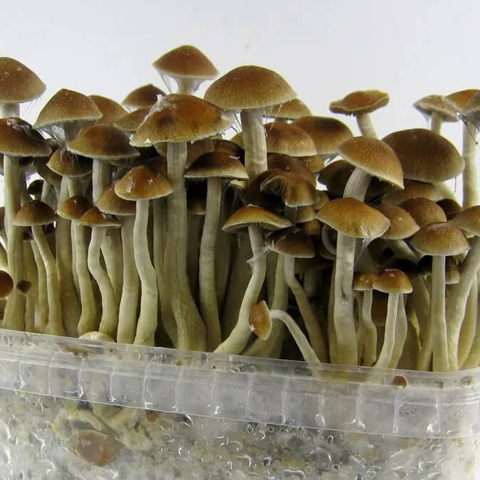 Mushroom Seeds – Light Brown