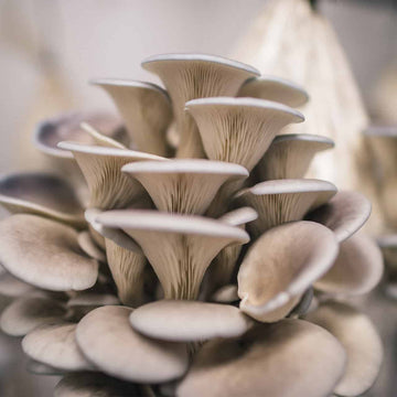 Mushroom Seeds – Light Gray