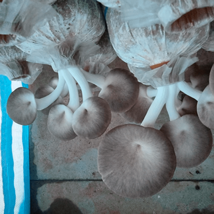 Mushroom Seeds – Light Gray