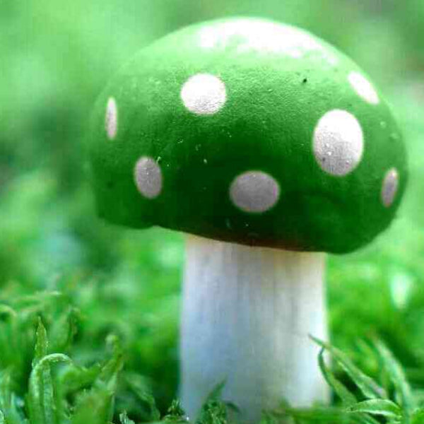 Mushroom Seeds – Light Green