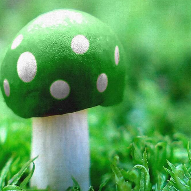 Mushroom Seeds – Light Green