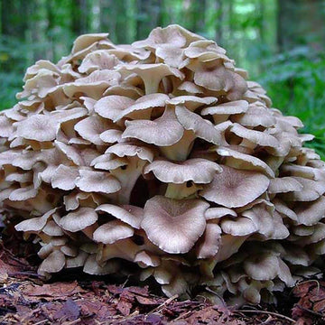 Mushroom Seeds – Maitake