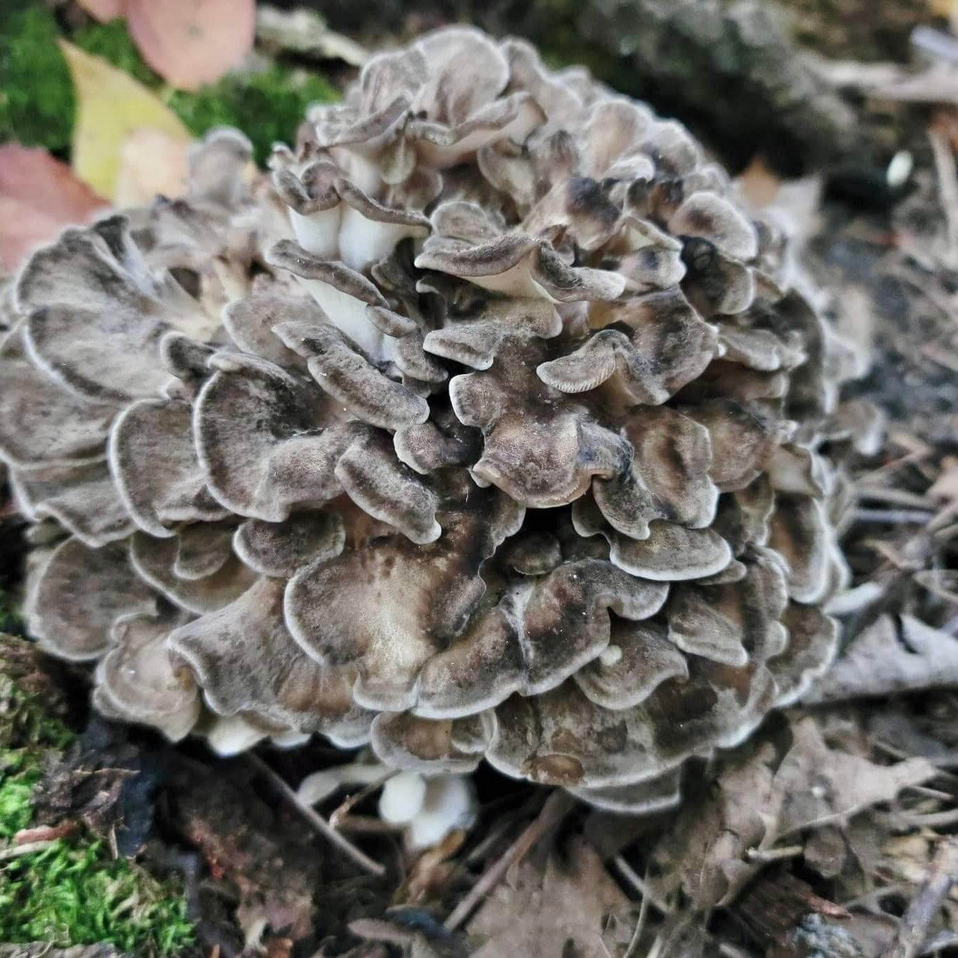 Mushroom Seeds – Maitake