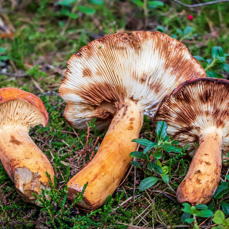 Mushroom Seeds – Milkcap