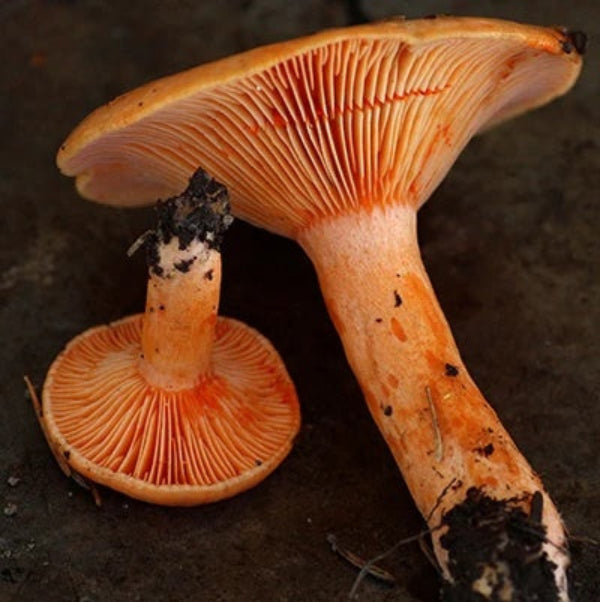 Mushroom Seeds – Milkcap